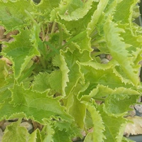 Campanula poscharskyana 'Silberregen'